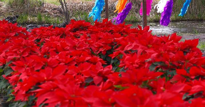 Día Nacional de la Nochebuena: Museo de Historia Natural y Cultura Ambiental prepara taller infantil; fechas