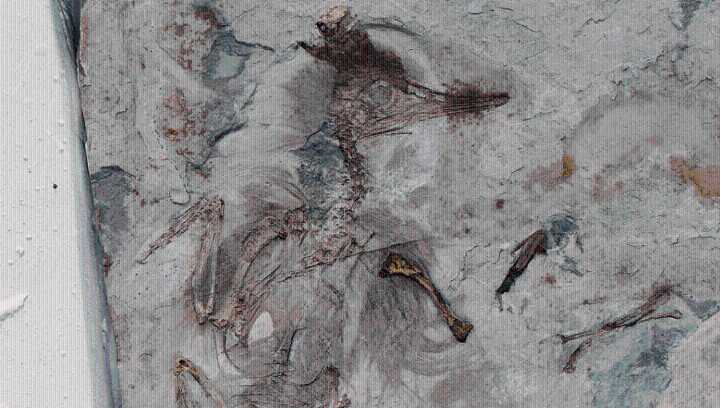 This 120-Million-Year-Old Bird Choked To Death With A Throat Full Of Stones. Why Did It Swallow Them? Nobody Knows