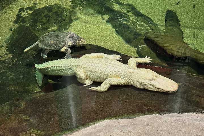 Beloved albino alligator dies at California museum