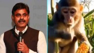 Monkey Problem Raised In Lok Sabha By Konda Vishweshwar Reddy