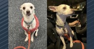 Madison police asking public to help reunite lost dog with owner