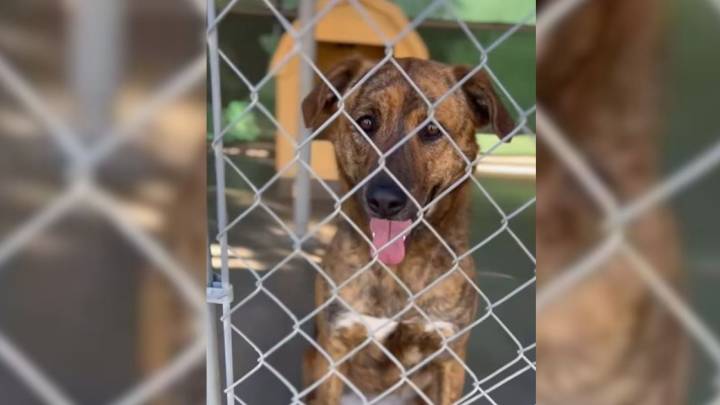 A California Forgotten Dog’s Story Takes An Unexpected Turn After A Shelter Worker’s Compassion