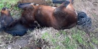 Horse rescued after getting stuck in Williamson County ditch