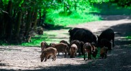 La Junta elaborará un plan para reducir la población de jabalíes