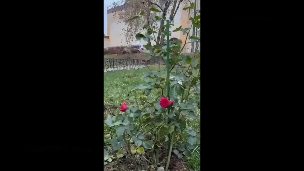 Roses and mushrooms emerge in Moscow region amid unseasonably warm weather