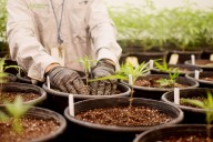 Texas medical cannabis program expands to include ...