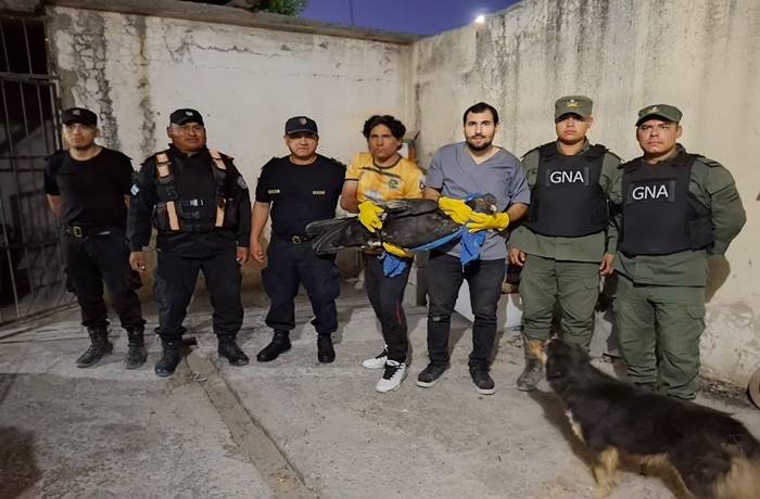 Ambiente envía un ejemplar de cóndor andino a...