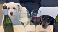 Floki y China, los perritos mendocinos famosos por tener su propia marca de vinos
