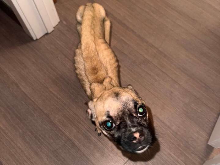 Taunton man charged with animal cruelty after police find skeletal puppy