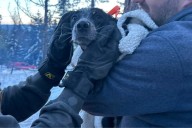 Dog Saved After Seven Hours in Frozen Crevasse