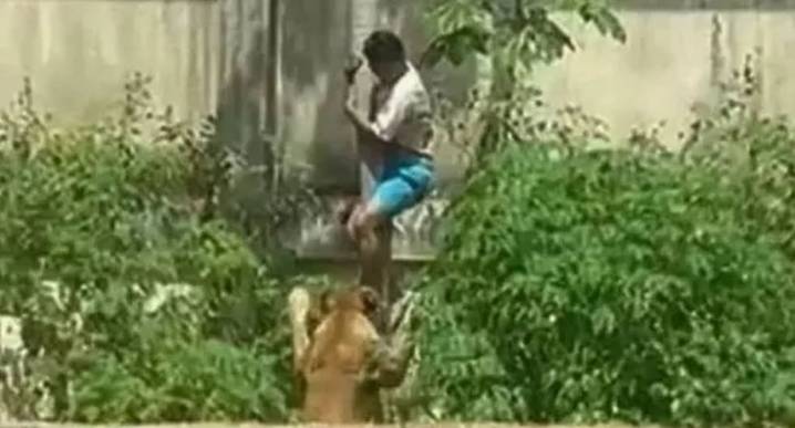 Brasil: Una leona mata a un joven que ingresó a su recinto en un zoológico 