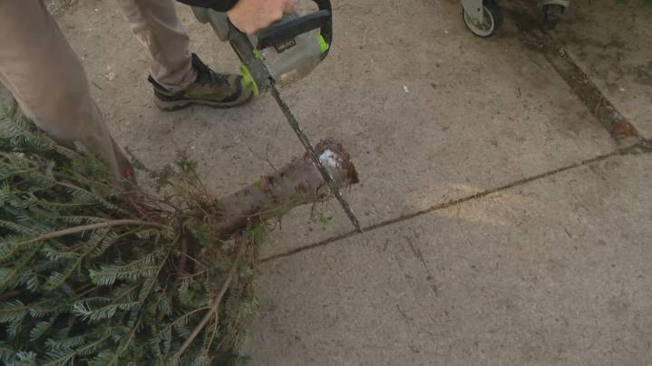 Pat Sullivan's tips: How to ensure your tree is Christmas ready