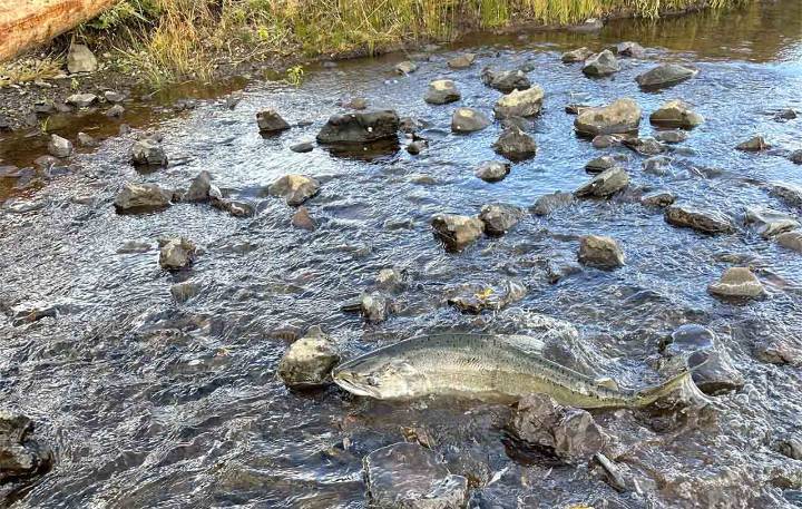 Oregon Appeals Court Sides With Tribes and Strikes Down ODFW Rule Allowing Salmon to Be Trapped and Trucked