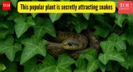 This popular plant is secretly attracting snakes, they may already be making nests in your home garden