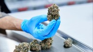 Review of Medical Cannabis Use Finds Little Evidence of Benefit