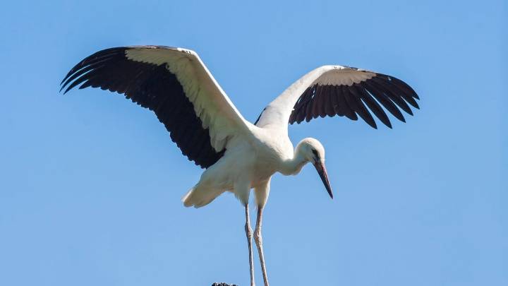 Hito mundial: Camboya libera las primeras cigüeñas ayudantes mayores criadas en cautiverio