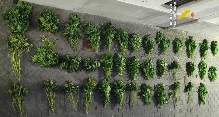 Un operativo contra el fraude eléctrico en Almassora destapa una plantación de marihuana con 38 plantas