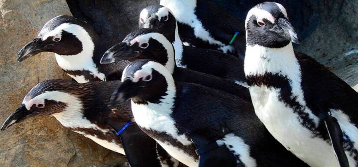 Estudios revelan que miles de pingüinos africanos habrían muerto por falta de alimento