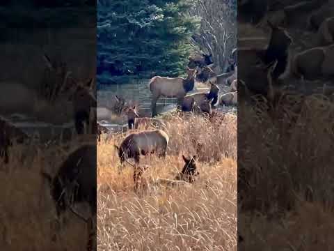 Elk Invasion!: Colorado Family’s Backyard Swarmed by Massive Herd #shorts