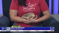 Zoo Guest: Rose the Hedgehog