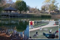 72-year-old Texas woman hospitalized with broken pelvis, internal bleeding after violent geese attack