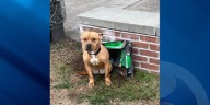 Dog left abandoned at Hamden park with bag of dog food