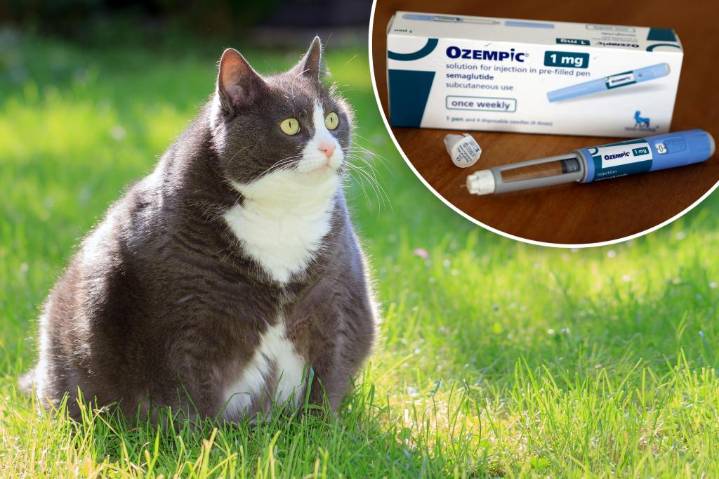Fat cats are taking Ozempic now