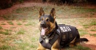 Back the Blue K-9 Force fundraiser supporting Colorado law enforcement agencies Saturday