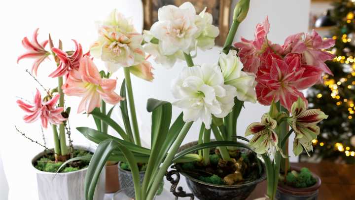 How To Force Amaryllis Flower To Bloom In The Winter