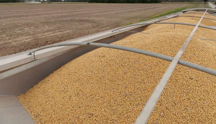 Los futuros de la soja se dirigen a otra caída semanal ante la abundante oferta