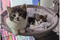 From death to diploma: NJ&CloseCurlyQuote;s tiniest kittens get a second chance