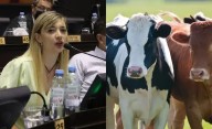 Proponen cobrar un impuesto a la emisión de gases de las vacas