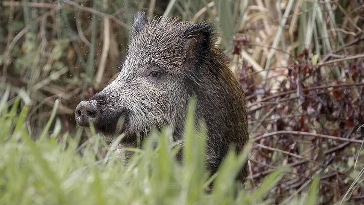 Ascienden a 13 los jabalíes muertos por peste porcina en la 'zona cero' del brote