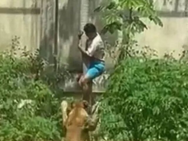 Joven muere tras ingresar a jaula de una leona en zoológico de Brasil