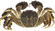 Chinese mitten crab discovery puts WA officials on alert