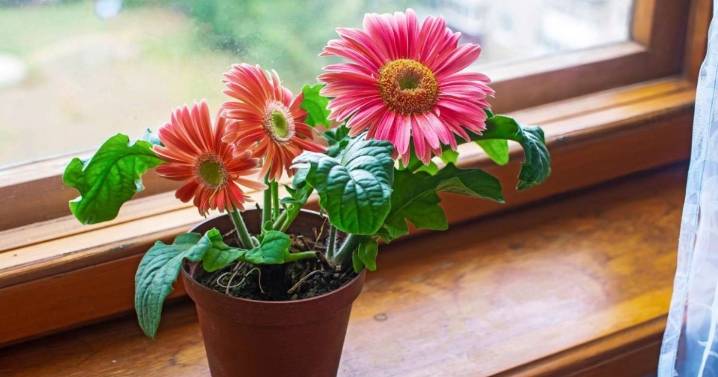 La planta que florece los 365 días del año y se puede cultivar en maceta: cómo cuidar la gerbera en casa