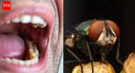Mouth larvae: How a small fly triggers a dangerous infection; causes, symptoms and treatment explained