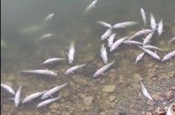 Bajo Giuliani: nueva mortandad de peces por anoxia en el agua