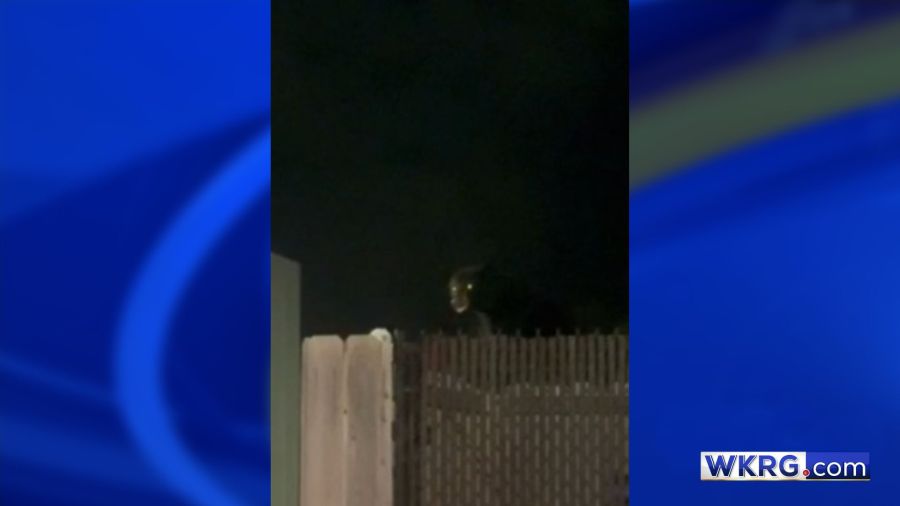 Black bear spotted near Publix on Old Shell Road