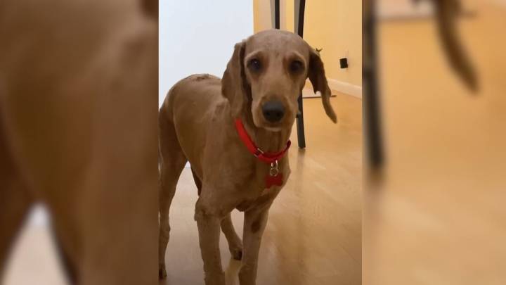 In The Shadows Of An Iowa Puppy Mill, One Dog’s Life Changes The Moment Love Arrives