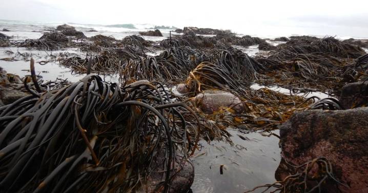 Detectan que 60% de los bosques submarinos de Chile y Perú arriesgan desaparecer a 2050