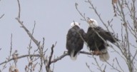 Man pleads guilty to trafficking eagles from Flathead Indian Reservation