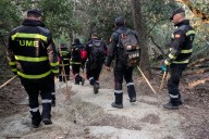Hallan 50 jabalíes muertos en Collserola por la peste porcina