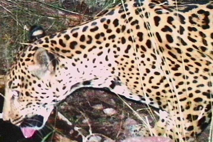 Never-Before-Seen Jaguar Spotted in Arizona, Marking the 5th Big Cat in 15 Years