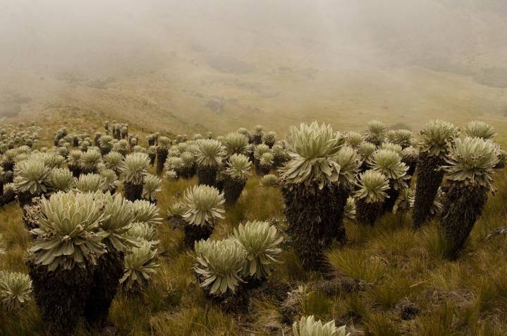 Colombia avanza en la protección de sus páramos ante el cambio climático
