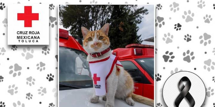 Fallece Cruzberto, gato voluntario de la Cruz Roja en Toluca
