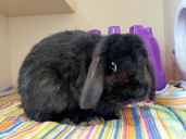 Why Flopsy The Rabbit Is Perfect For Your Home
