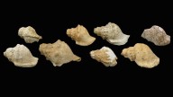 Los móviles de hace 6.000 años: hallan caracolas neolíticas en Cataluña usadas para comunicarse en el Neolítico