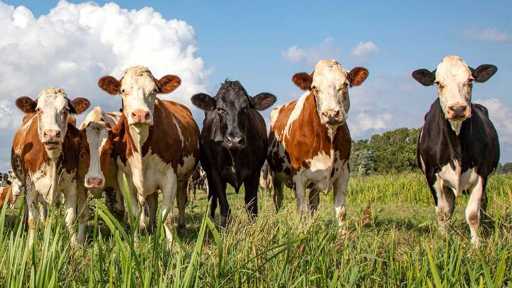 What Is a Group of Cows Called? Not Always a Herd