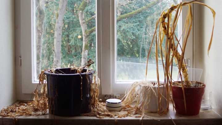 The Silent Killer That Is Taking Down Your Houseplants In Winter